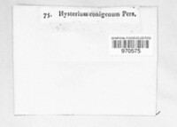 Hysterium conigenum image